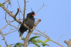 Great Myna